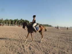 ركوب الخيل في شرم الشيخ