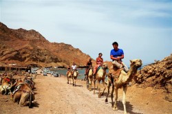 ركوب الخيل في شرم الشيخ