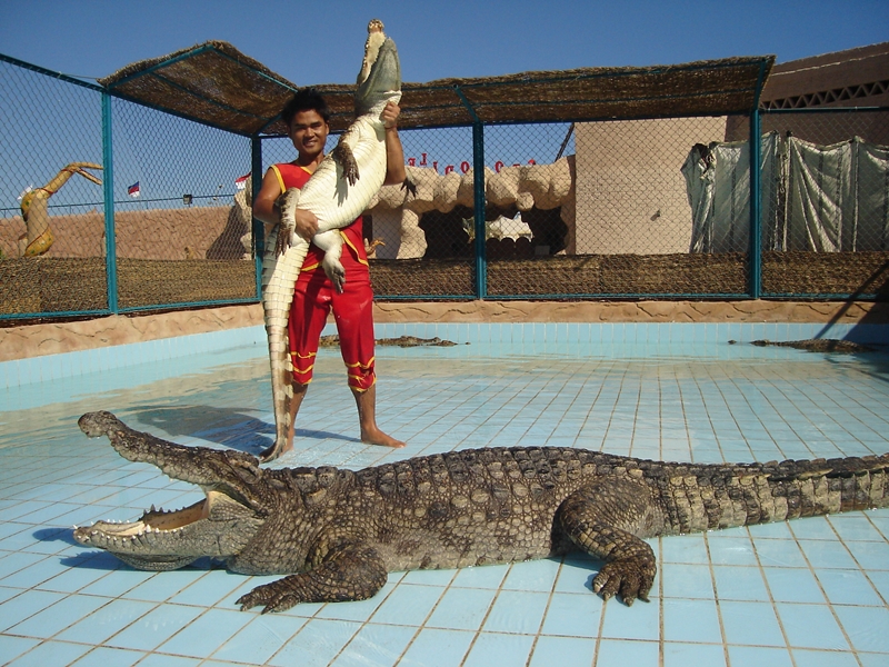 crocodile and snakes show in Sharm El Sheikh