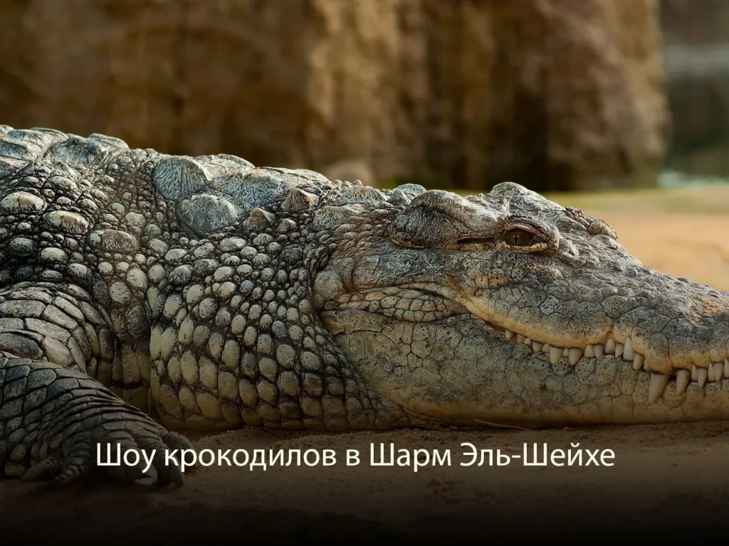Шоу крокодилов в Шарм Эль-Шейхе.