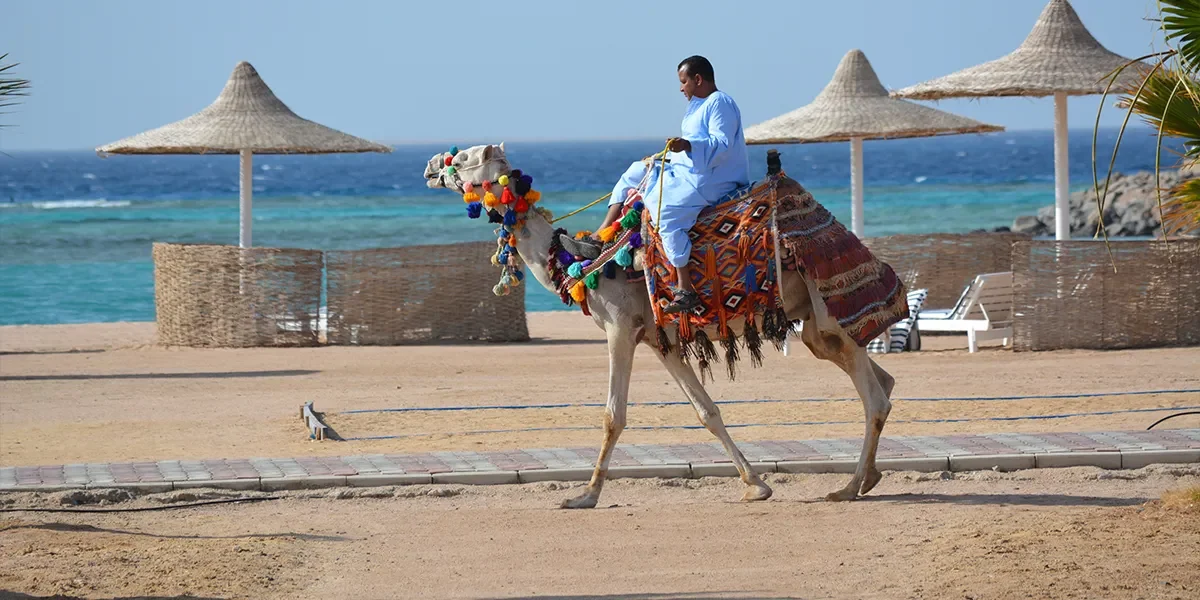 Dolphinarium-in-Sharm-El-Sheikh.jpg3