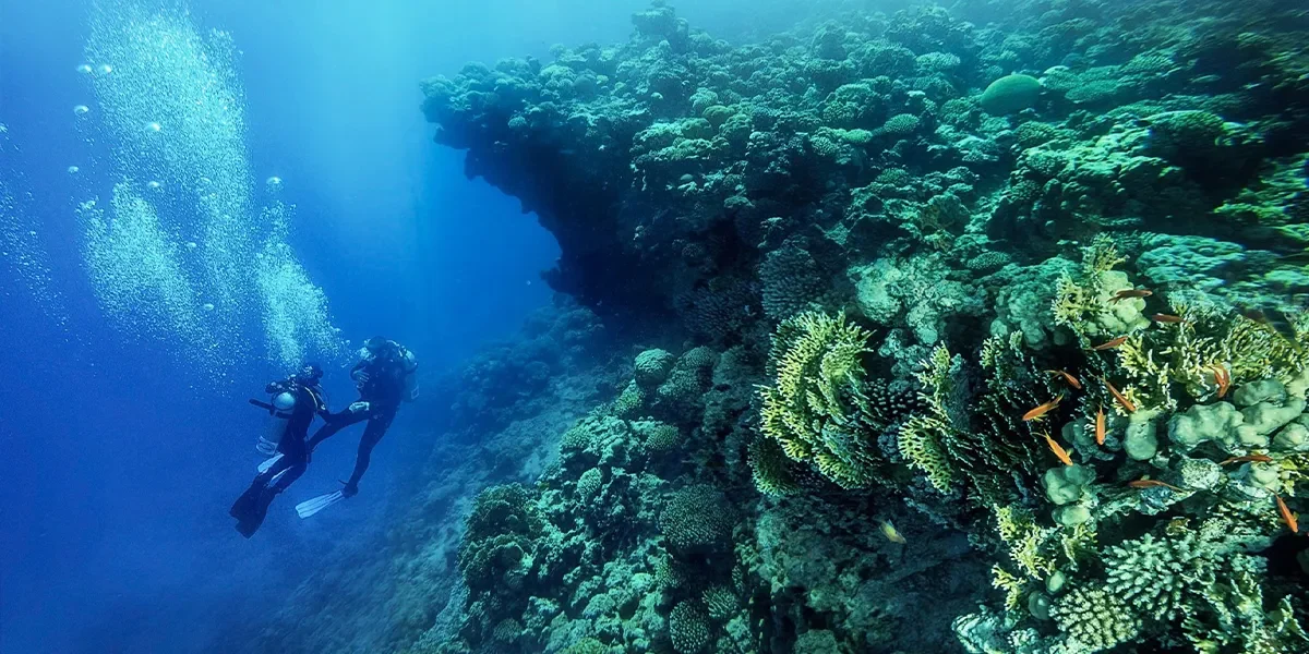 Dolphinarium-in-Sharm-El-Sheikh.jpg5