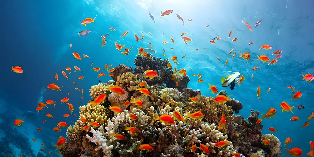 Ras-Mohammed-National-park-(by-bus)2